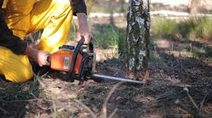 Best Tree Planting Services  in Prospect, PA